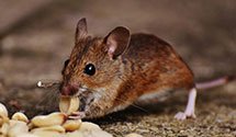 24 Hour & Emergency Exterminators in Wayton, AR